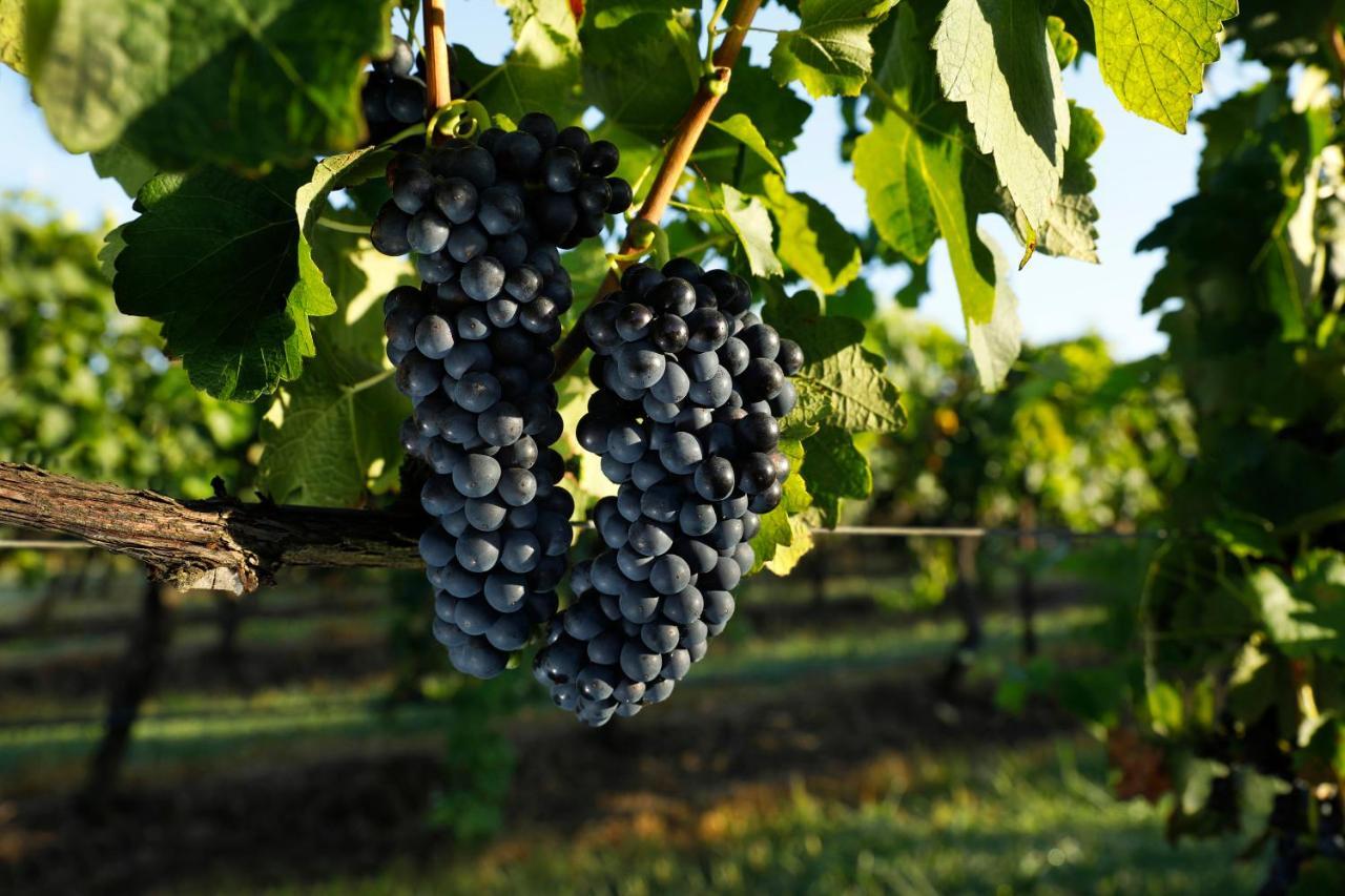 Aparthotel Adina Vineyard Lovedale Exterior foto