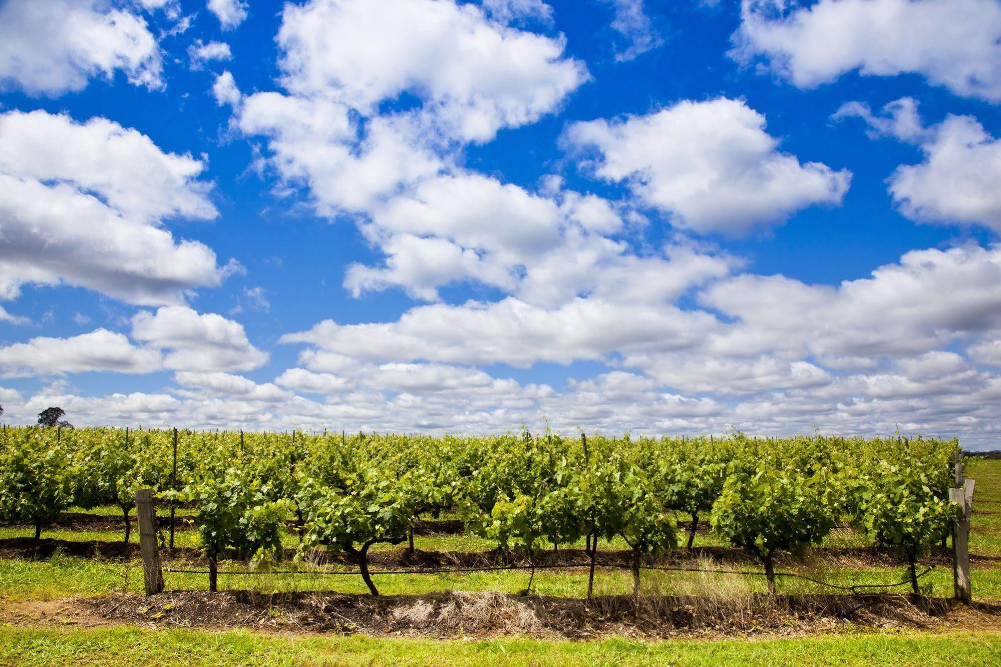 Aparthotel Adina Vineyard Lovedale Exterior foto